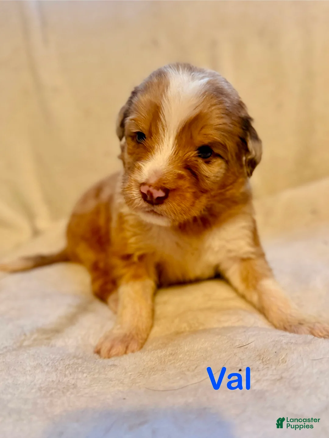 Aussiedoodle dogs for sale: Val  - Ad 1