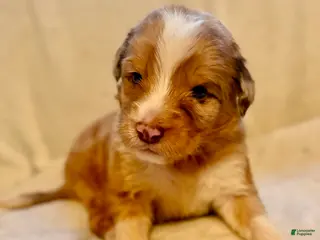 Aussiedoodle dogs for sale: Val - Ad 3
