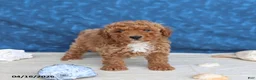 Goldendoodle dogs for sale: Beauty - Ad 1