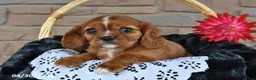 Cavalier King Charles Spaniel dogs for sale: Kelsey - Ad 2