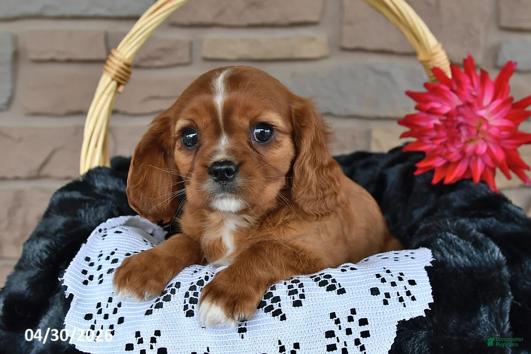 Cavalier King Charles Spaniel dogs for sale: Kelsey - Ad 2
