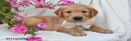 Golden Retriever dogs for sale: Carl - Ad 4