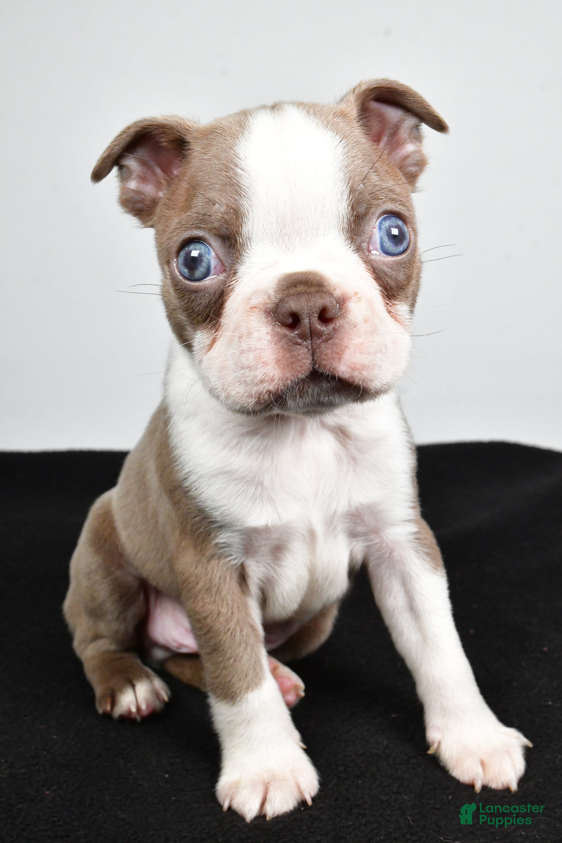 Boston Terrier dogs Jordan - Ad 20