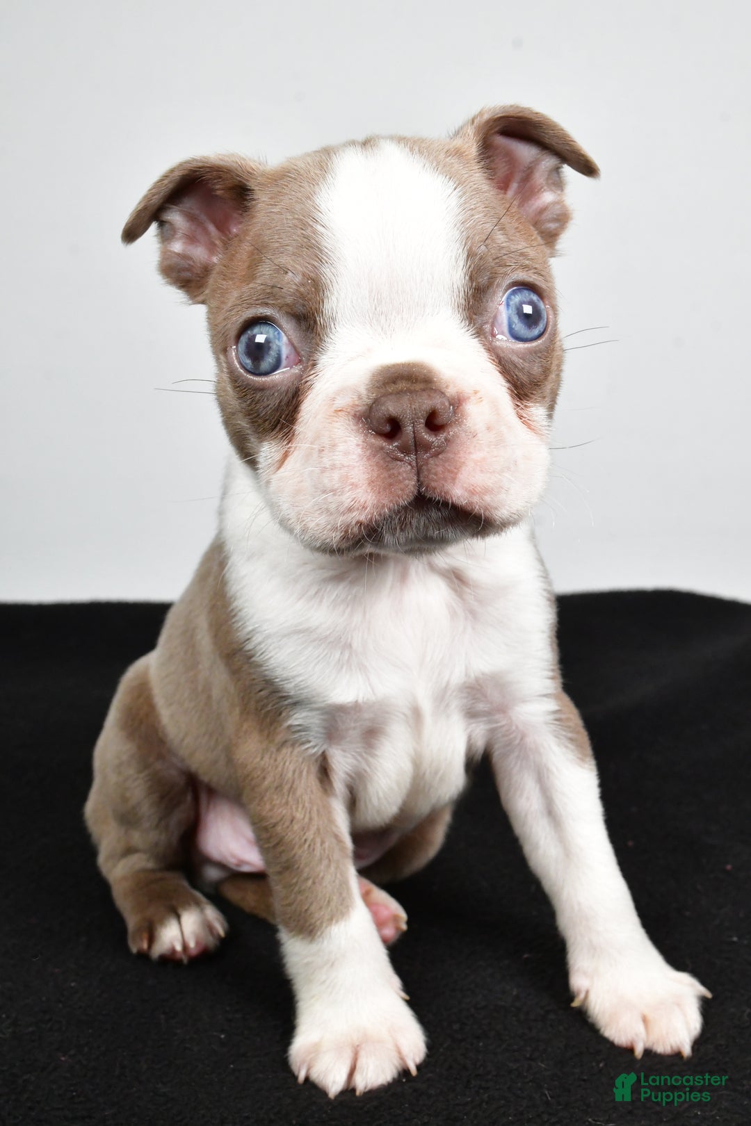Boston Terrier dogs for sale: Jordan - Ad 1