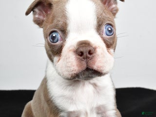 Boston Terrier dogs Jordan - Ad 20