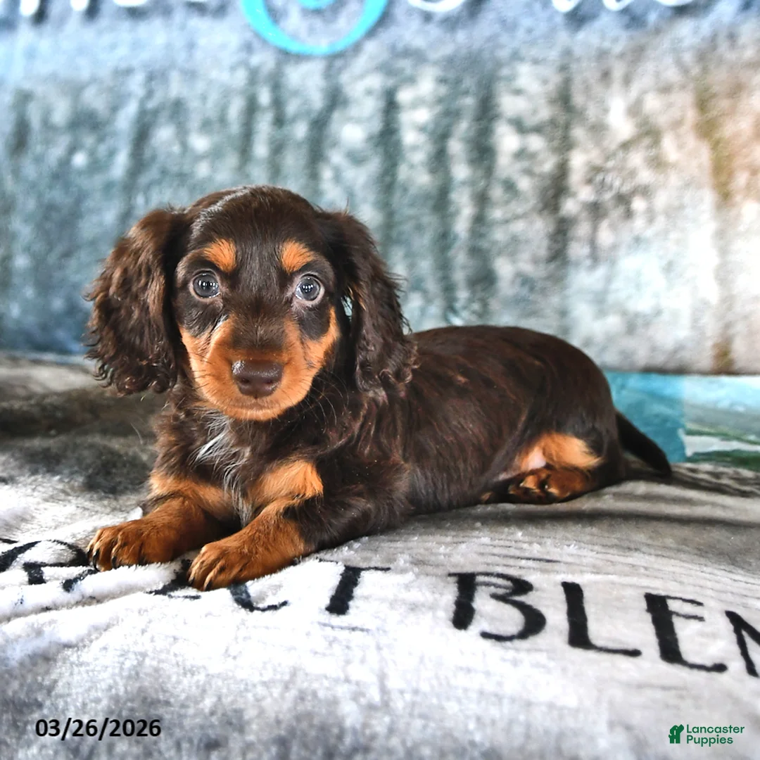 Miniature Dachshund dogs for sale: Buddy - Ad 1