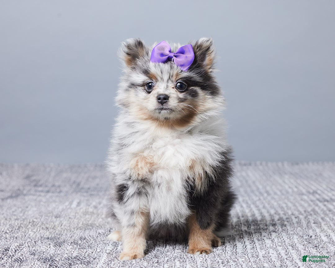 Pomeranian dogs for sale: Sally - Ad 1