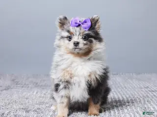 Pomeranian dogs Sally - Ad 41