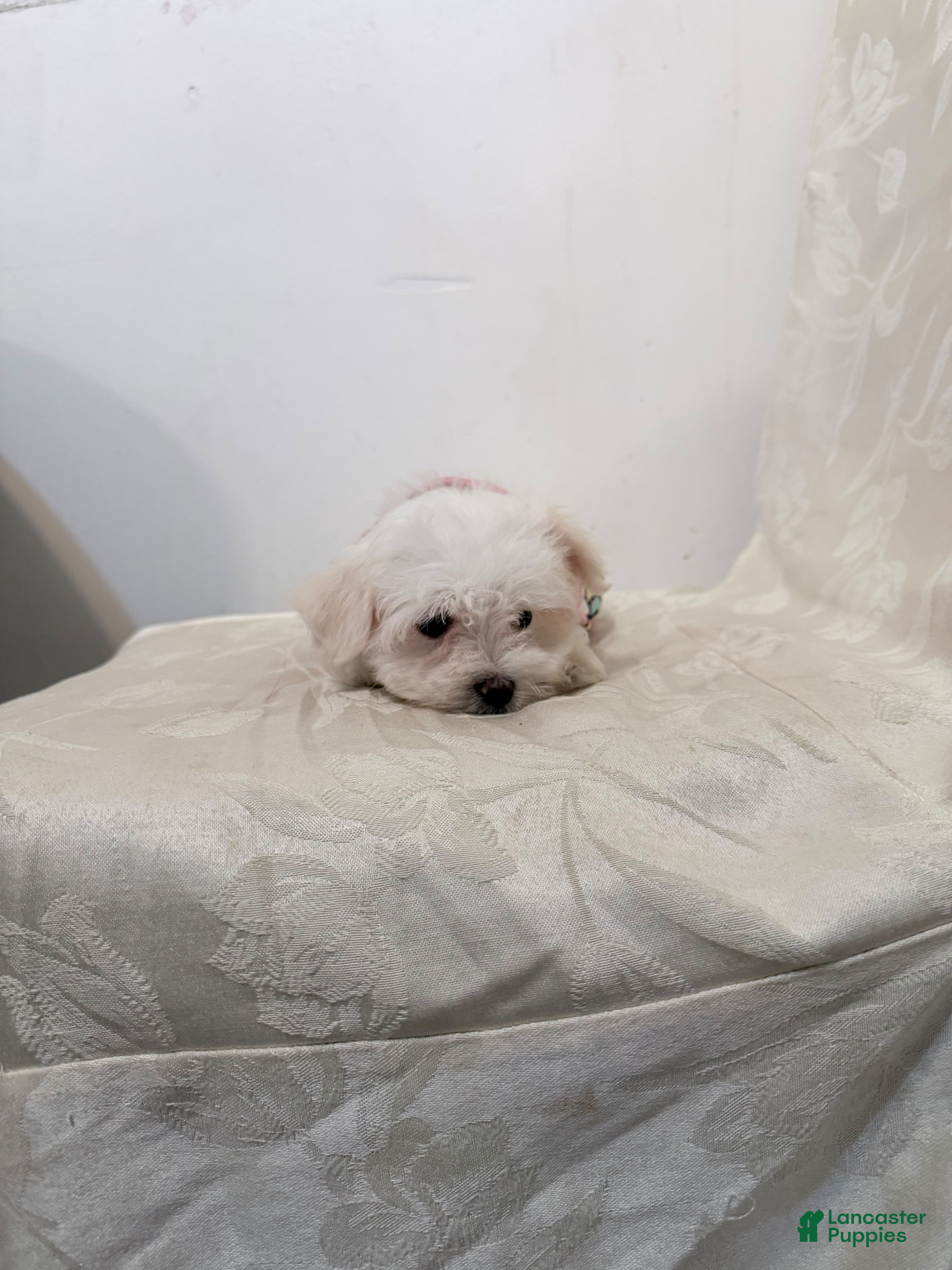 Maltese dogs Ares  - Ad 2