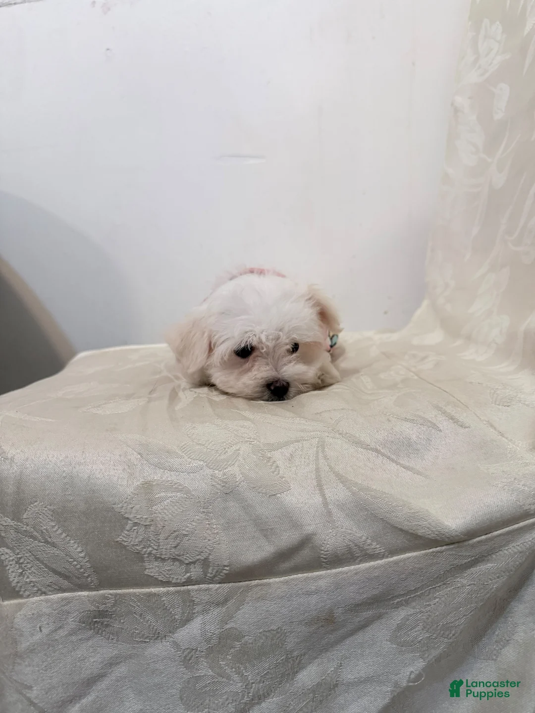 Maltese dogs for sale: Ares  - Ad 2