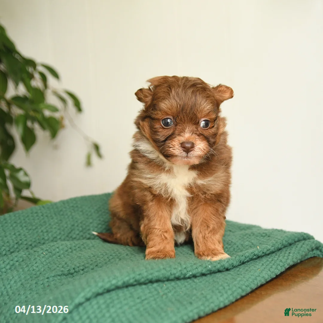 Pomapoo dogs for sale: Lilac - Ad 2