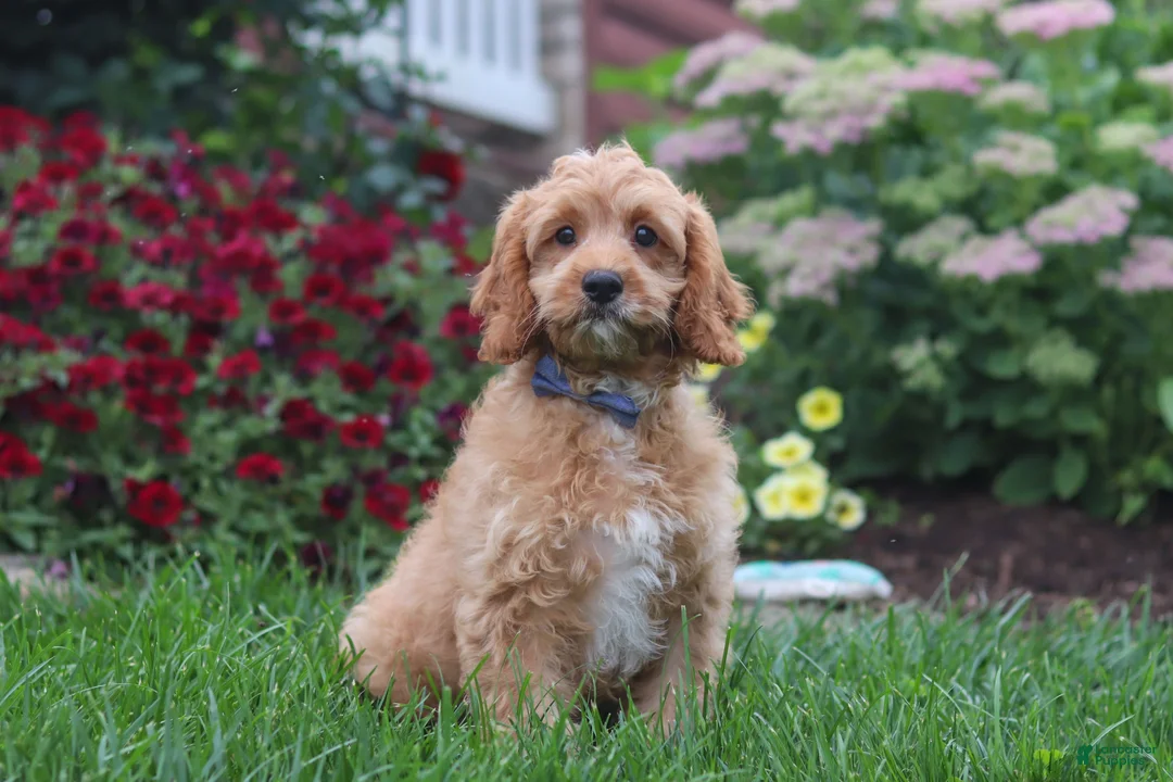 Cavapoo dogs for sale: Clyde - Ad 1