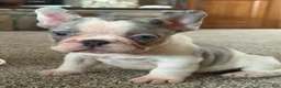 French Bulldog dogs for sale: French Bulldog 2 Lucy - Ad 4