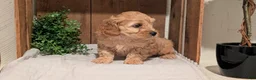 Cockapoo dogs for sale: Echo - Ad 3