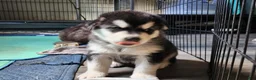Alaskan Malamute dogs for sale: Meet Hex, she is a red white akc Alaskan malamute female. Lovable and fun to play with.  - Ad 9