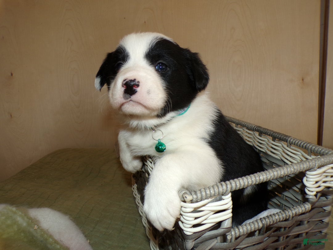 Border Collie dogs for sale: Border Collie Puppy 4 Jenny - Ad 5