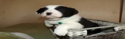 Border Collie dogs for sale: Border Collie Puppy 4 Jenny - Ad 5