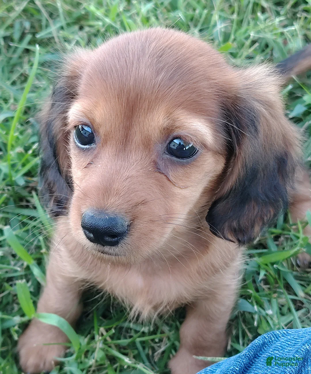 Miniature Dachshund dogs for sale: Miniature Dachshund 1 - Ad 1