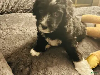 Aussiedoodle dogs BO - Ad 33