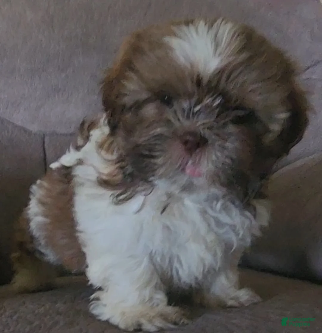 Shih Tzu dogs for sale: Scottie - Ad 1
