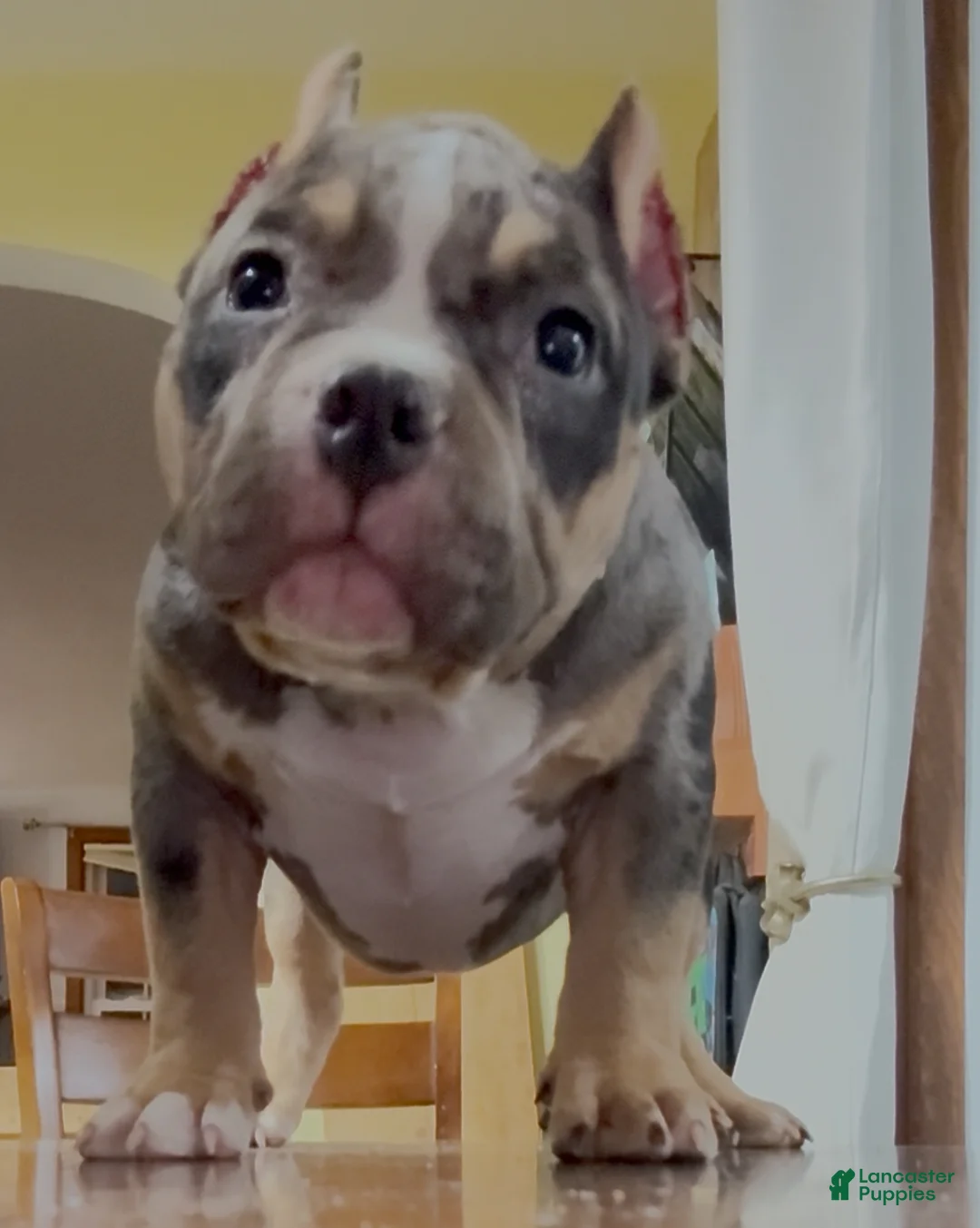 American Bully dogs for sale: American Bully Puppy 1 - Ad 3