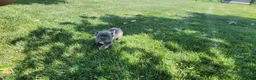 French Bulldog dogs for sale: Jenna - Ad 2