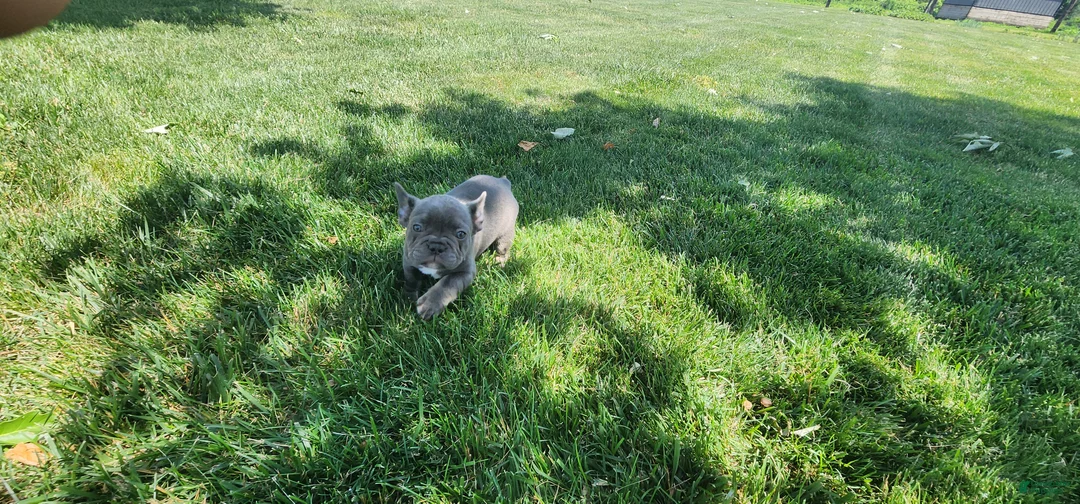 French Bulldog dogs for sale: Jenna - Ad 2