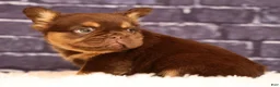 French Bulldog dogs for sale: CoCo - Ad 6