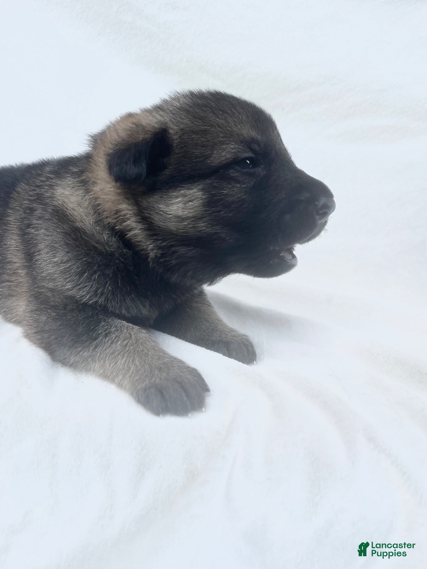 German Shepherd dogs Gunner - Ad 2