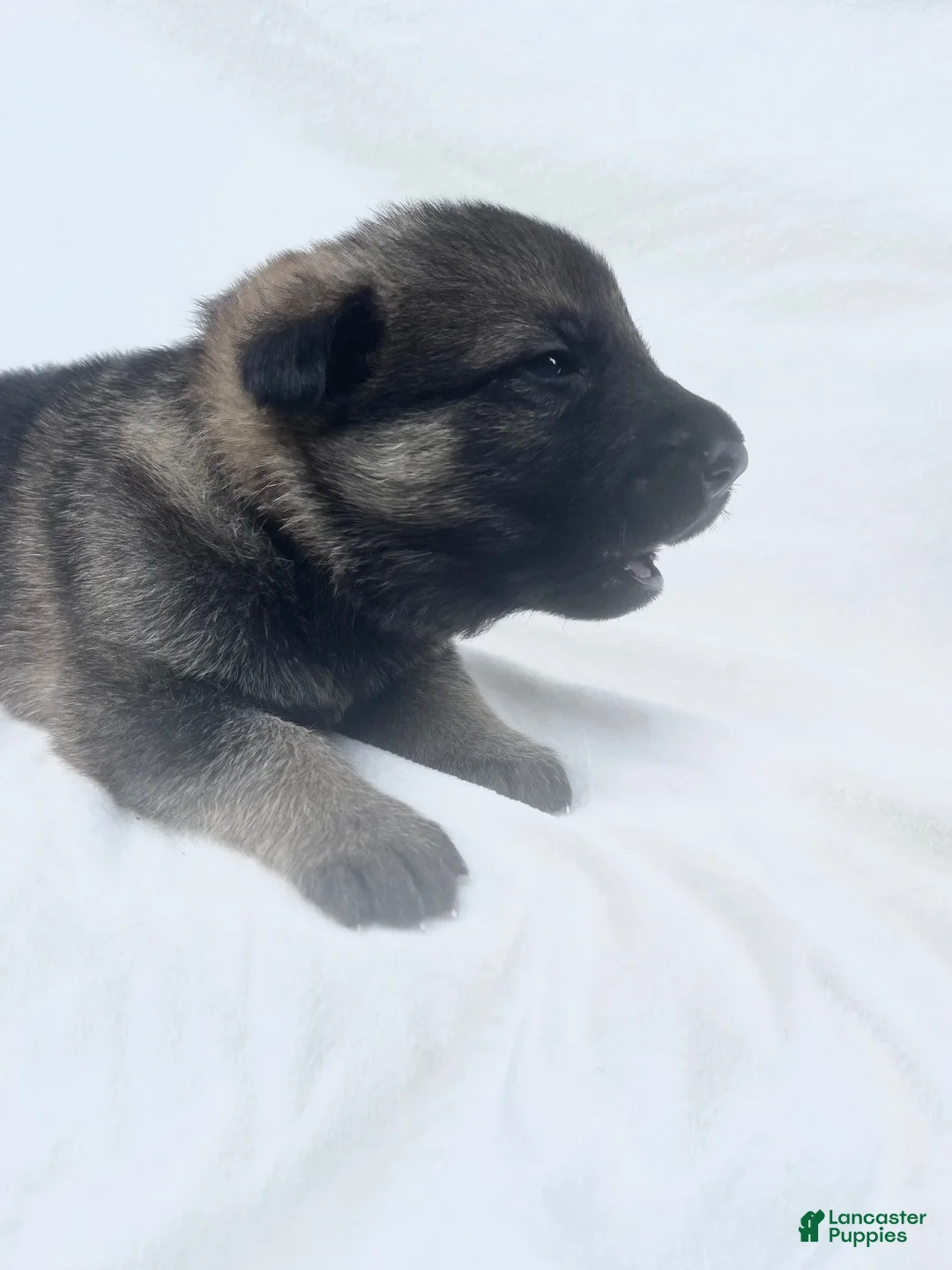German Shepherd dogs for sale: Gunner - Ad 2