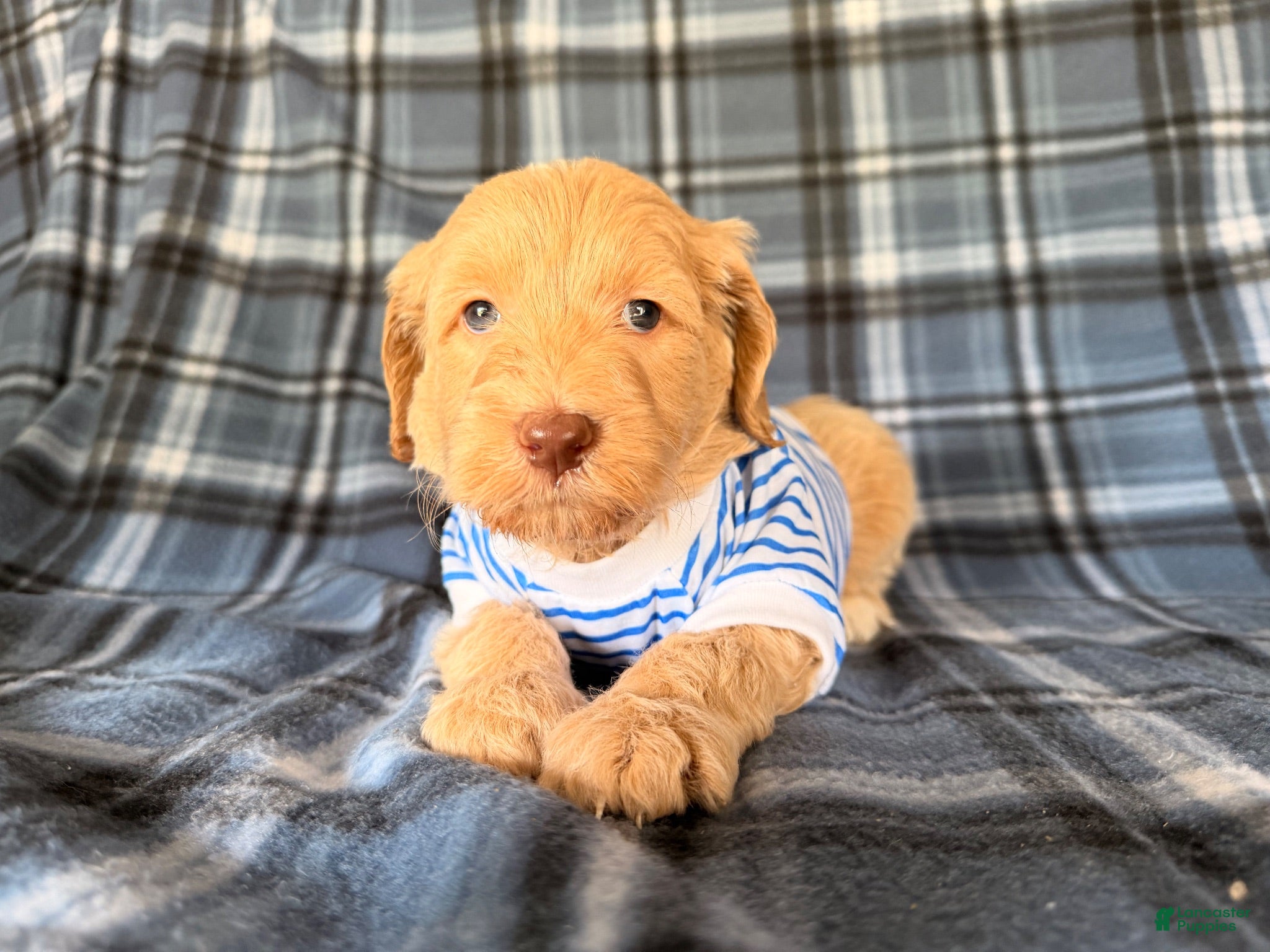 Goldendoodle dogs River - Ad 2
