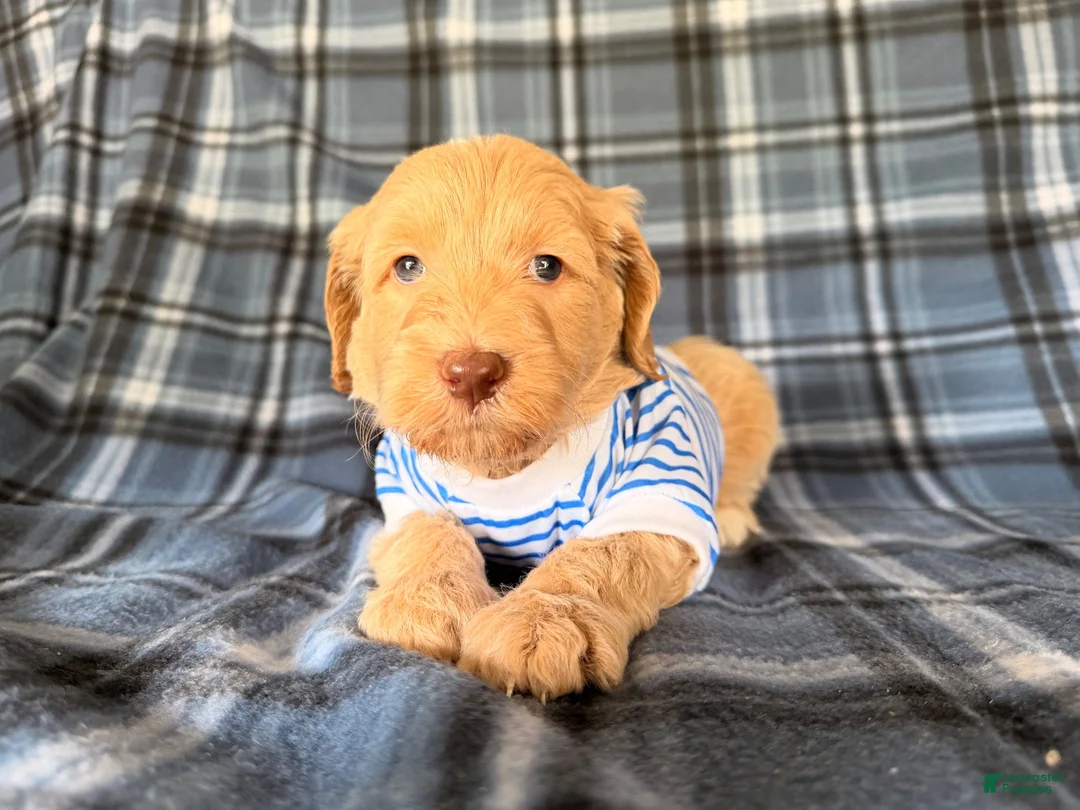 Goldendoodle dogs for sale: River - Ad 2