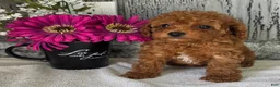Toy Poodle dogs for sale: Pete - Ad 3