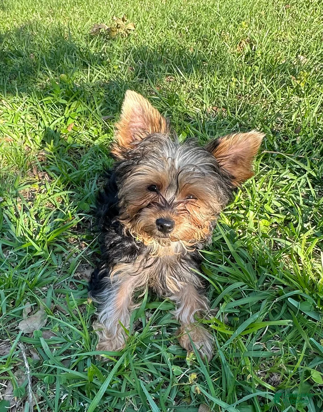 Yorkshire Terrier dogs for sale: Yorkshire Terrier Puppy 2 - Ad 2
