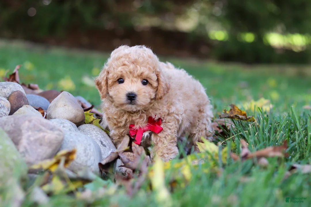 Maltipoo dogs for sale: Charlie  - Ad 2