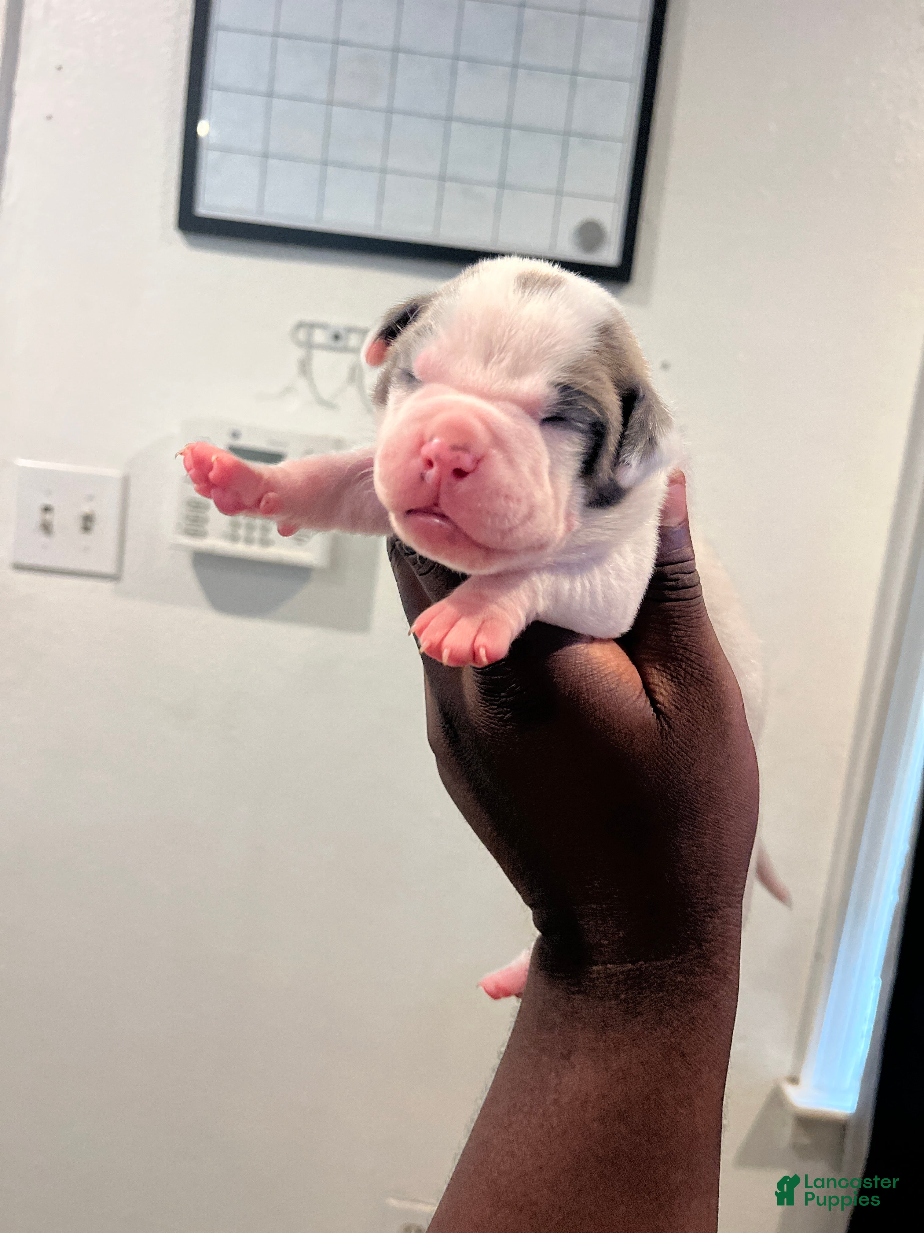 American Bully dogs Bunny - Ad 18
