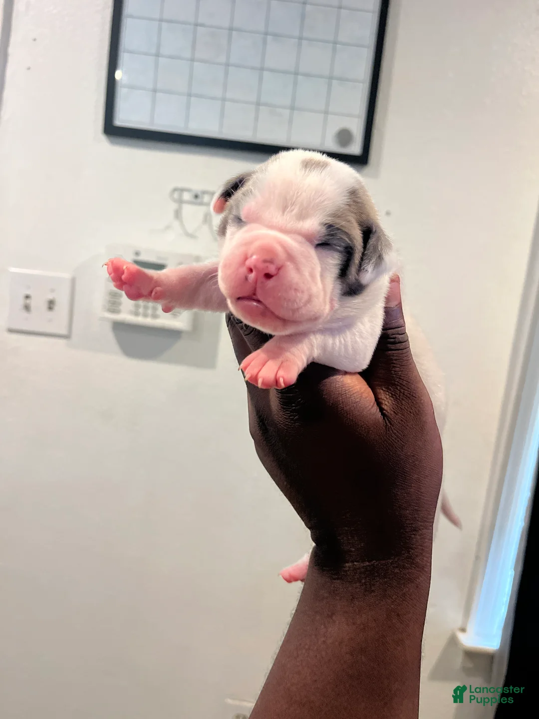 American Bully dogs for sale: Bunny - Ad 1