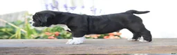 Beabull dogs for sale: Panther - Ad 4