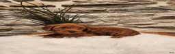 Mini Goldendoodle dogs for sale: BRUNO - Mini Goldendoodle Puppy 2 - Ad 2
