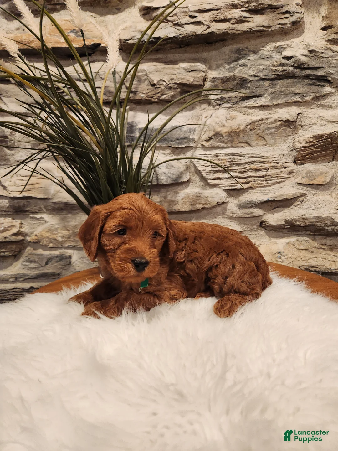 Mini Goldendoodle dogs for sale: BRUNO - Mini Goldendoodle Puppy 2 - Ad 2