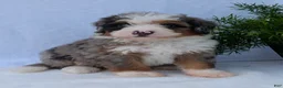 Mini Bernedoodle dogs for sale: Mini Marlo  - Ad 18