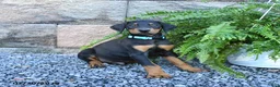 Doberman Pinscher dogs for sale: Pirate - Ad 3