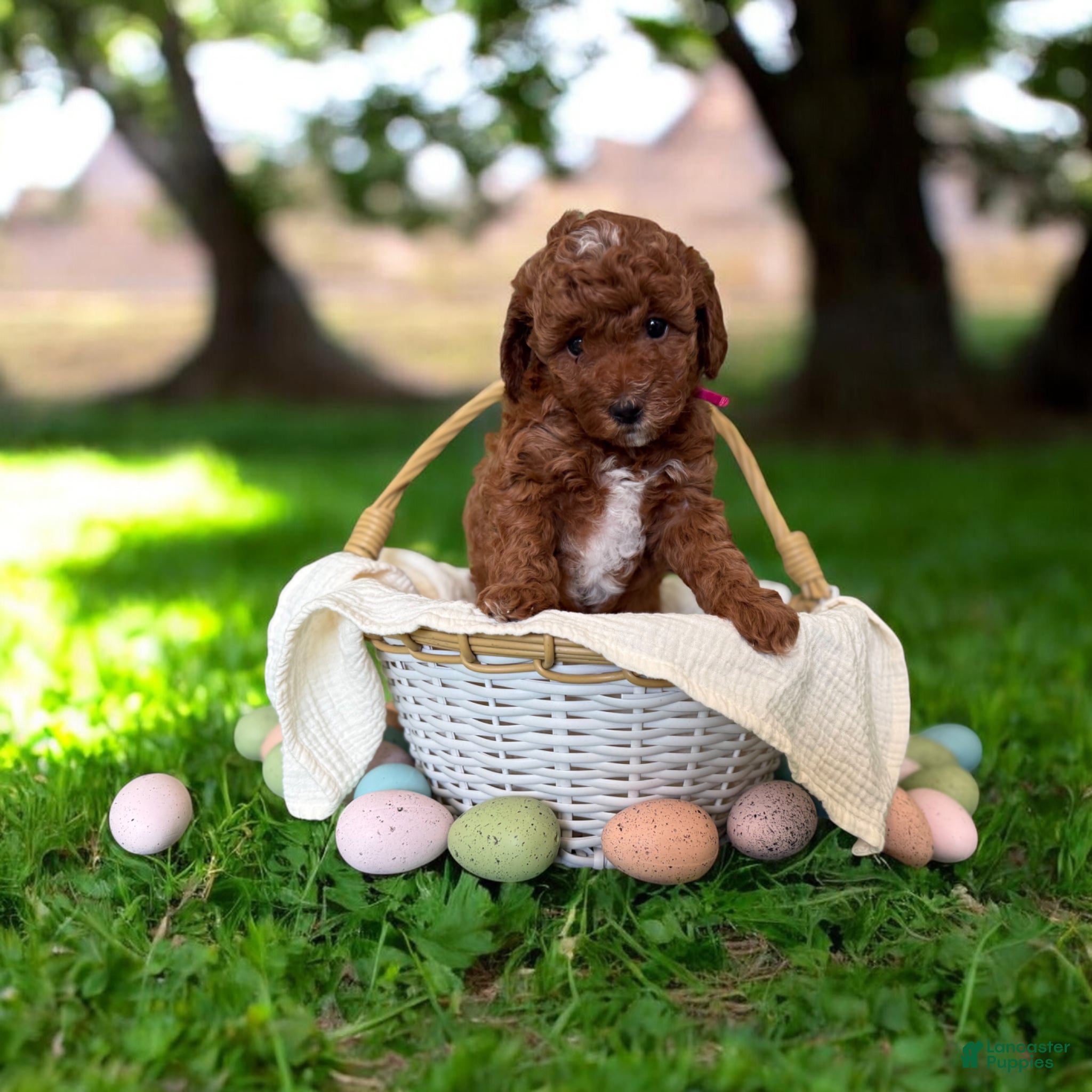 Mini Goldendoodle dogs Mini Goldendoodle Puppy 1 - Ad 17