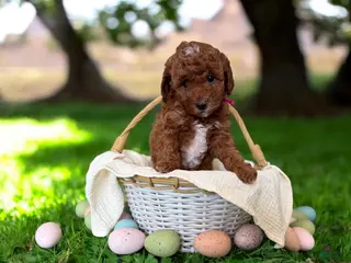 Mini Goldendoodle dogs Mini Goldendoodle Puppy 1 - Ad 17
