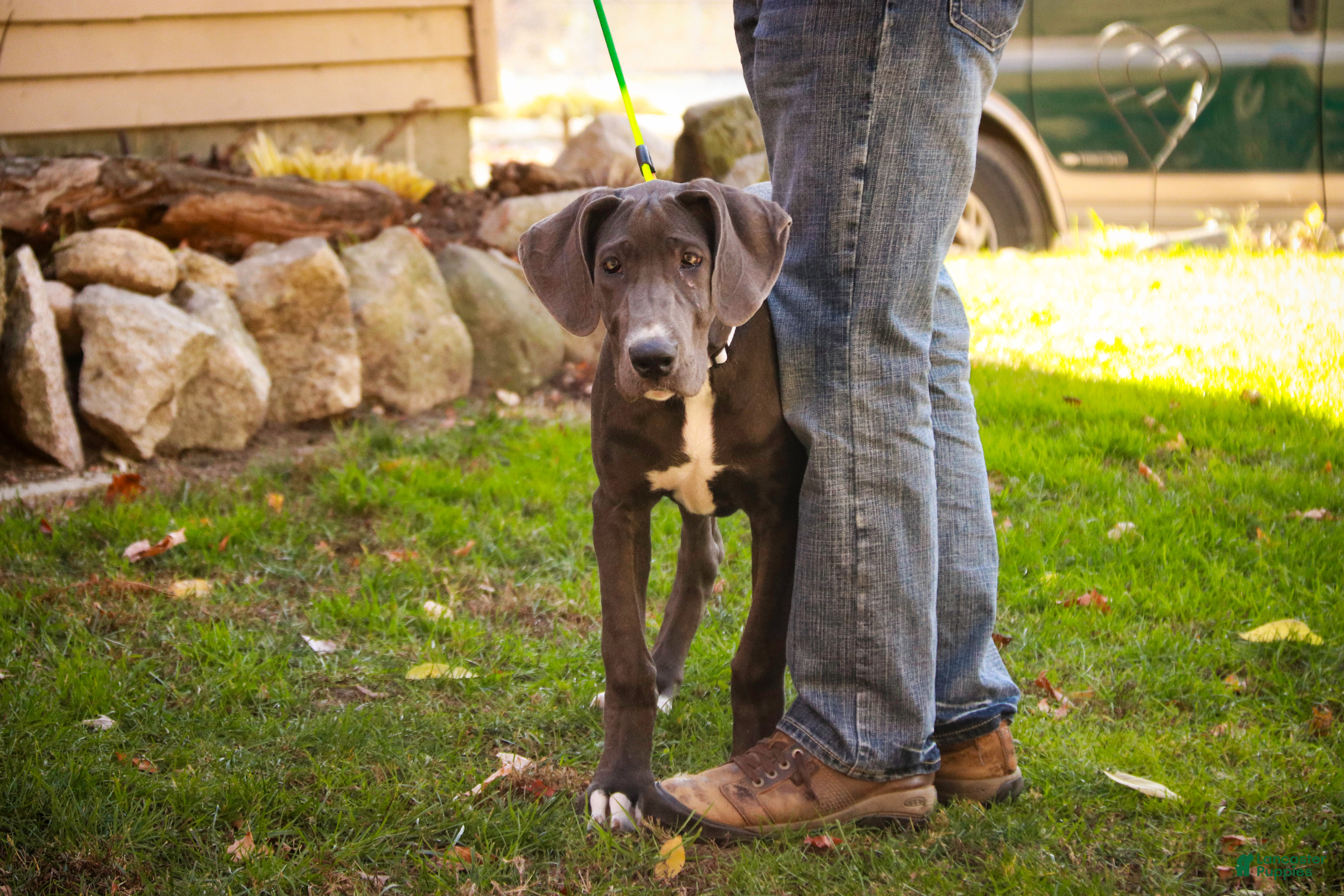 Great Dane dogs Lucy - Ad 28