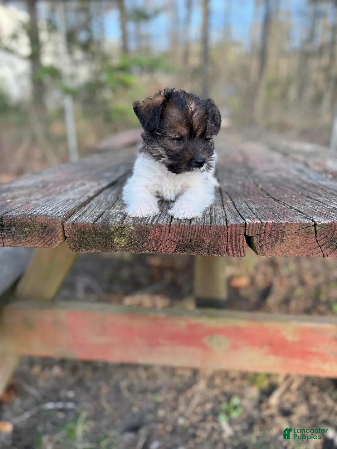 Yorkiepoo dogs for sale: Yorkiepoo Puppy 1 - Ad 2