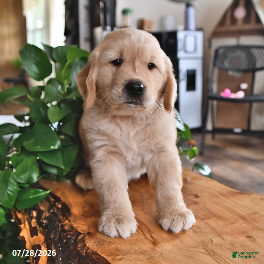 Golden Retriever dogs Zonnie - Ad 2