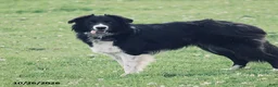 Mixed Breed dogs for sale: Tex - Ad 2