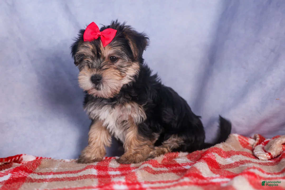 Morkie dogs for sale: Nova - Ad 20