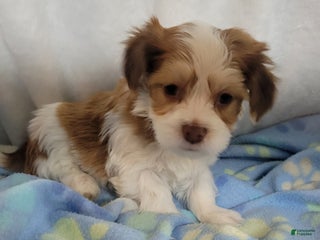 Mixed Breed dogs coco1 - Ad 23